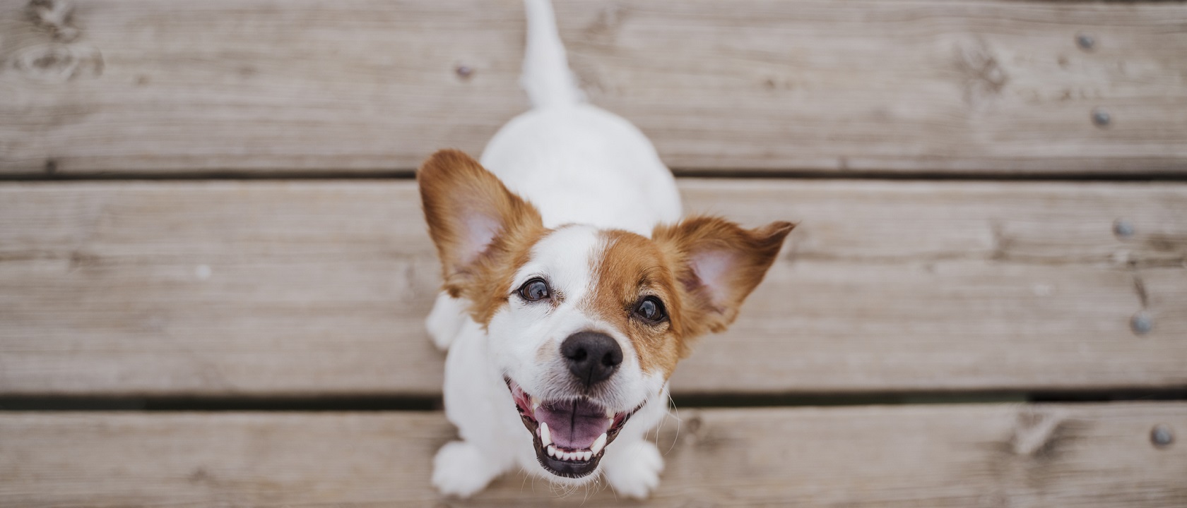 Hotel para cães