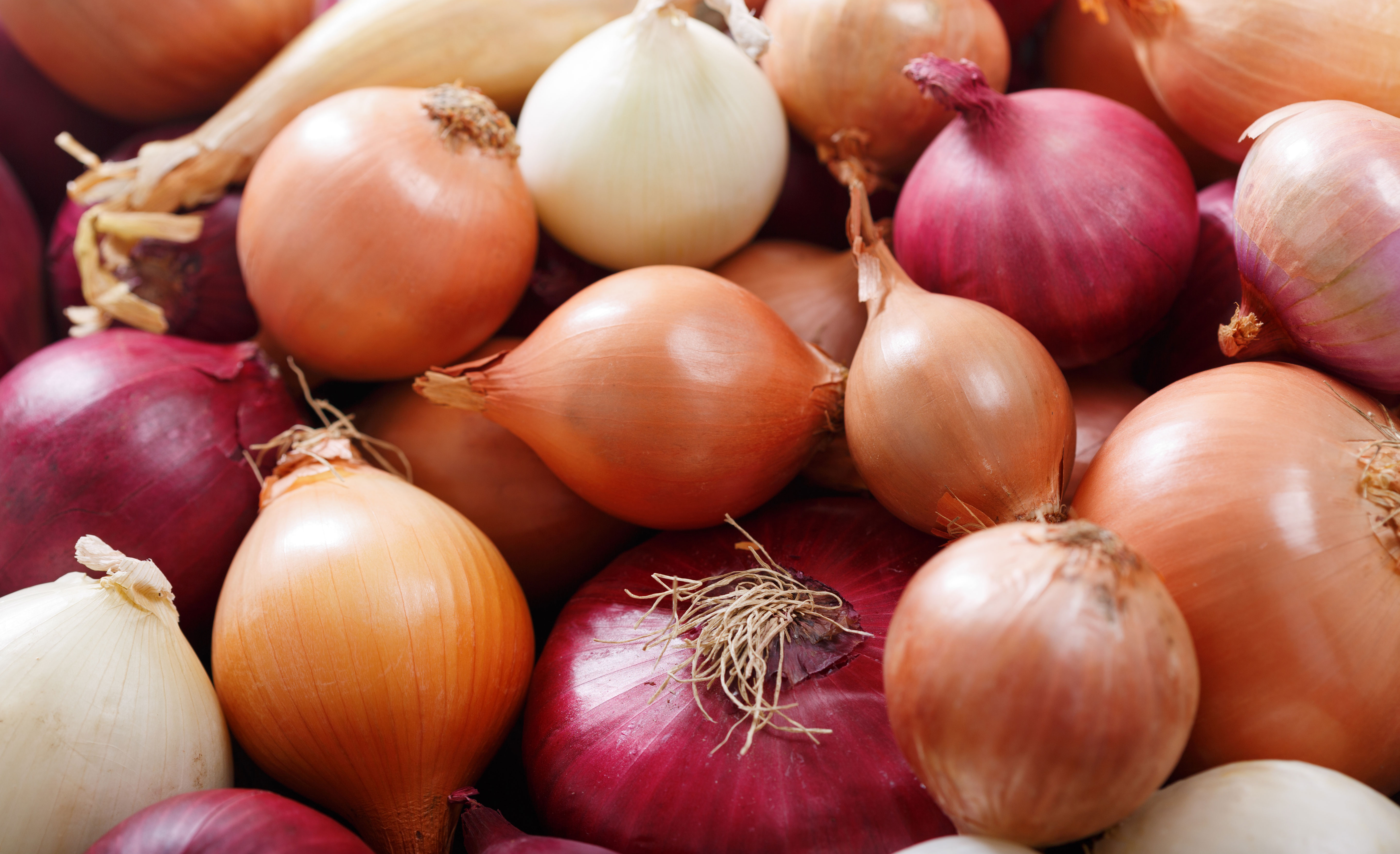 Cebola: receitas, benefícios e tipos