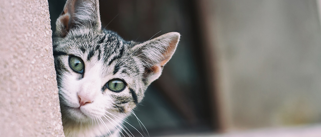 Areias para gatos