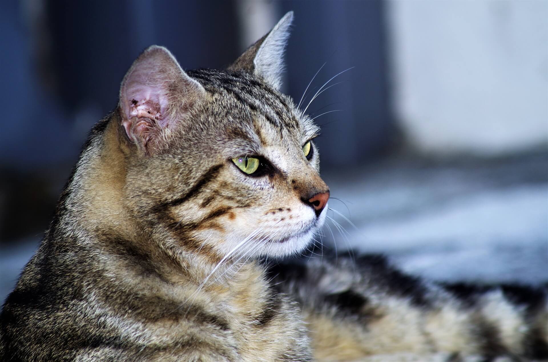 Gato Europeu