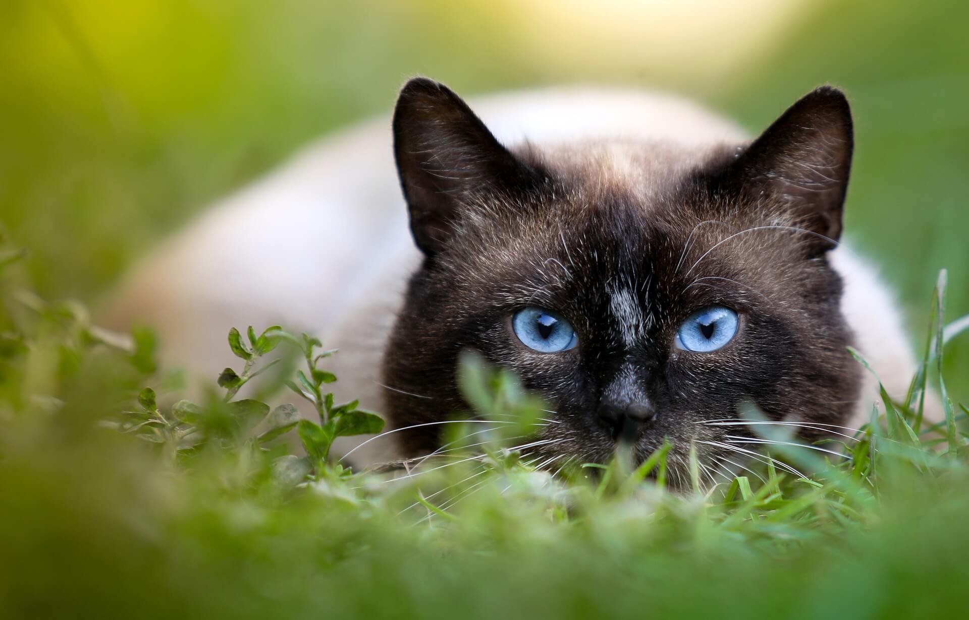 Gato Siamês