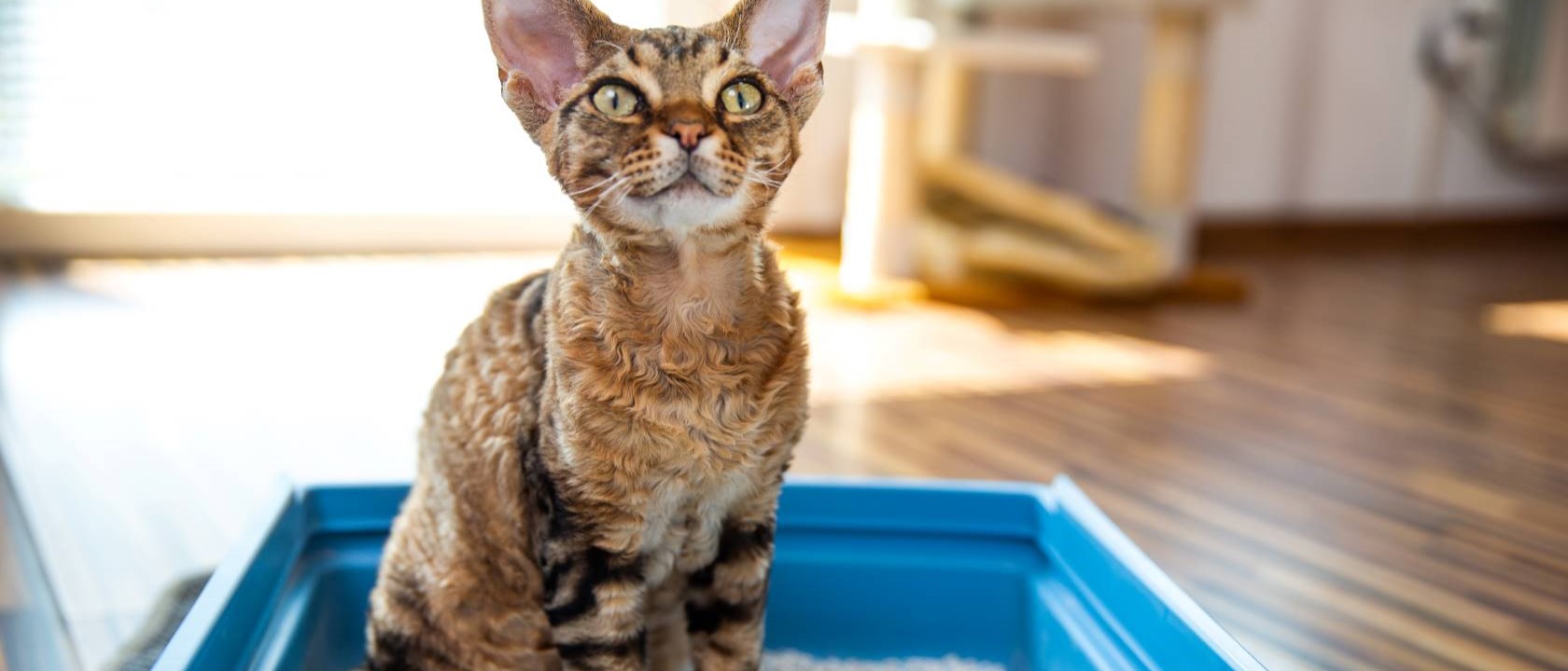 Caixa de areia gato